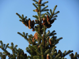 Картинка природа шишки +жёлуди +каштаны