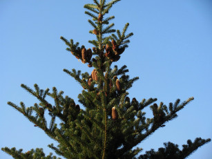 Картинка природа шишки +жёлуди +каштаны