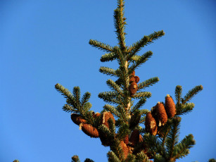 Картинка природа шишки +жёлуди +каштаны