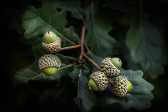 Картинка природа шишки +жёлуди +каштаны простор