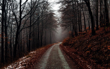 Картинка природа дороги дорога лесная