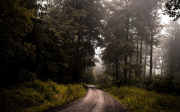 Картинка природа дороги дорога лесная