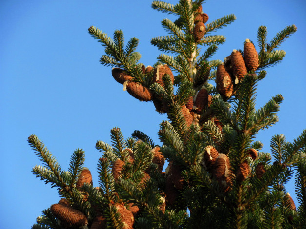 Обои картинки фото природа, шишки,  жёлуди,  каштаны