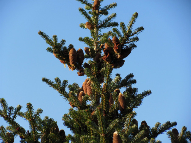 Обои картинки фото природа, шишки,  жёлуди,  каштаны