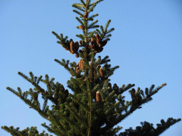 Обои картинки фото природа, шишки,  жёлуди,  каштаны