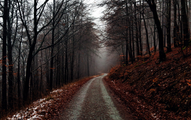 Обои картинки фото природа, дороги, дорога, лесная