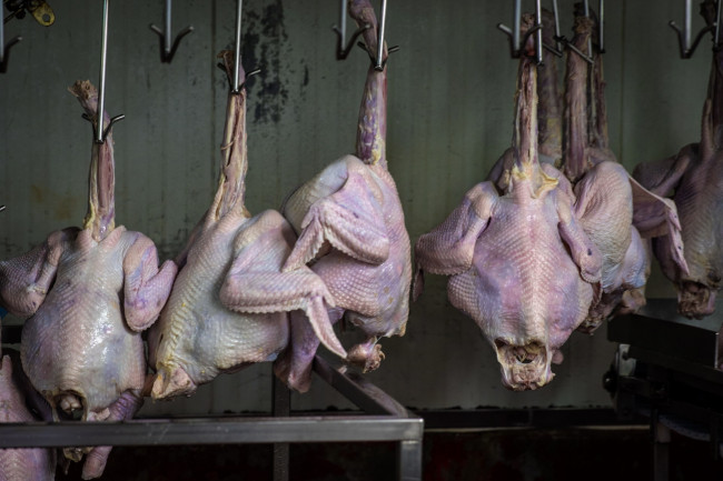 Обои картинки фото еда, мясные блюда, индейки