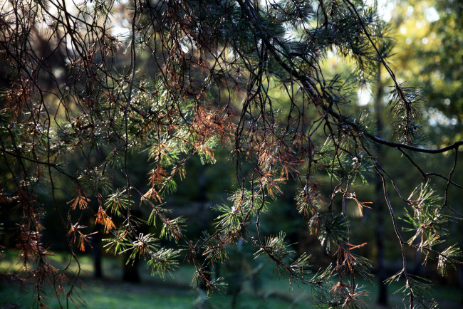 Обои картинки фото природа, листья, ветки