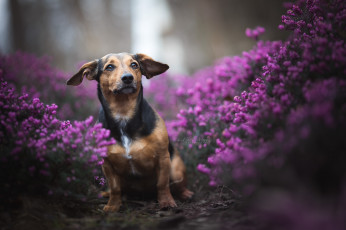 Картинка животные собаки щенок собака цветы природа