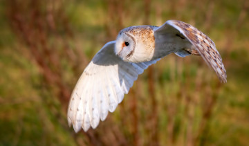 Картинка животные совы фон сова птица крылья полёт сипуха