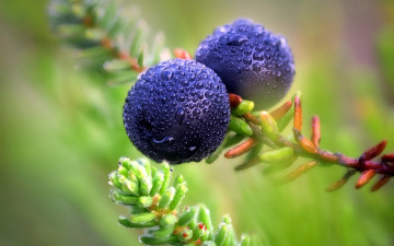 обоя природа, ягоды, бузина