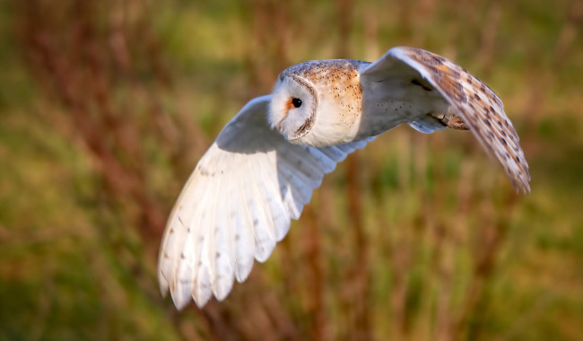 Обои картинки фото животные, совы, фон, сова, птица, крылья, полёт, сипуха