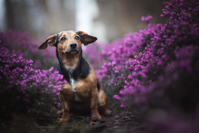 Обои картинки фото животные, собаки, щенок, собака, цветы, природа