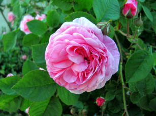 Картинка цветы розы розовая роза бутон