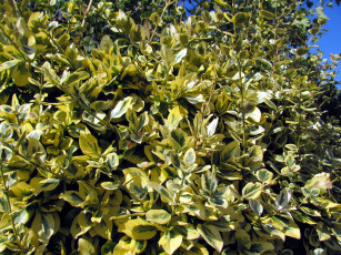 Картинка природа листья куст пестрые