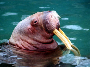 Картинка животные моржи