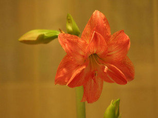 Картинка цветы амариллисы гиппеаструмы