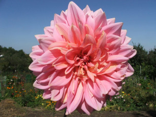 Картинка цветы георгины