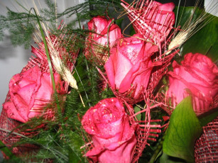 Картинка цветы розы