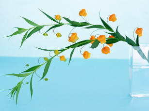 Картинка цветы сандерсония золотой ландыш