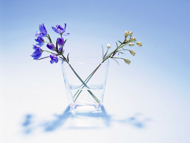 Обои картинки фото цветы