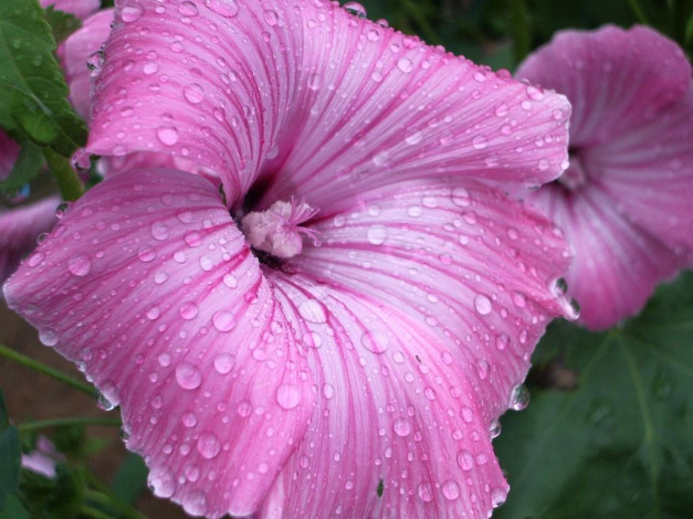 Обои картинки фото цветы, лаватера