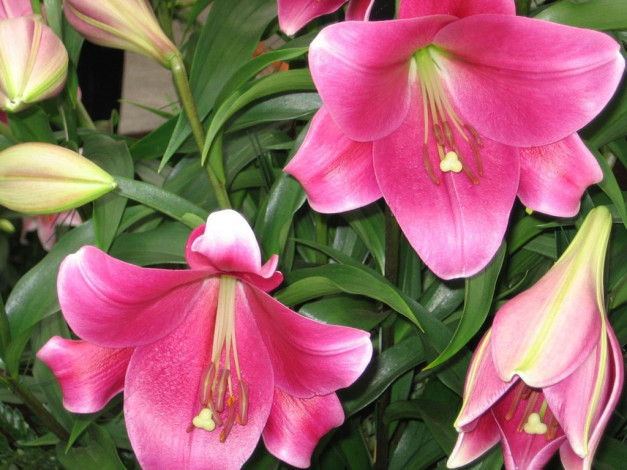 Обои картинки фото цветы, лилии, лилейники