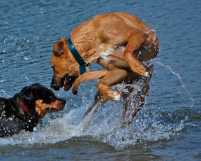 Картинка животные собаки