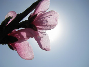 Картинка цветы цветущие деревья кустарники