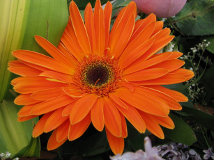 Картинка цветы герберы