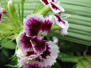 Картинка цветы гвоздики