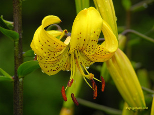 Картинка цветы лилии лилейники