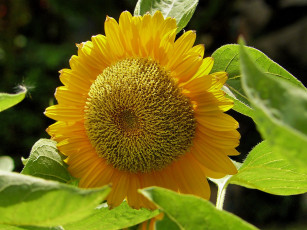 Картинка цветы подсолнухи