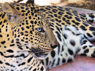 Картинка животные леопарды леопард морда взгляд