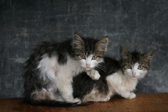 Картинка нет дома животные коты