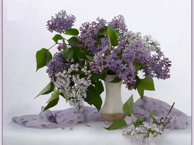 Обои картинки фото cирень, цветы, сирень