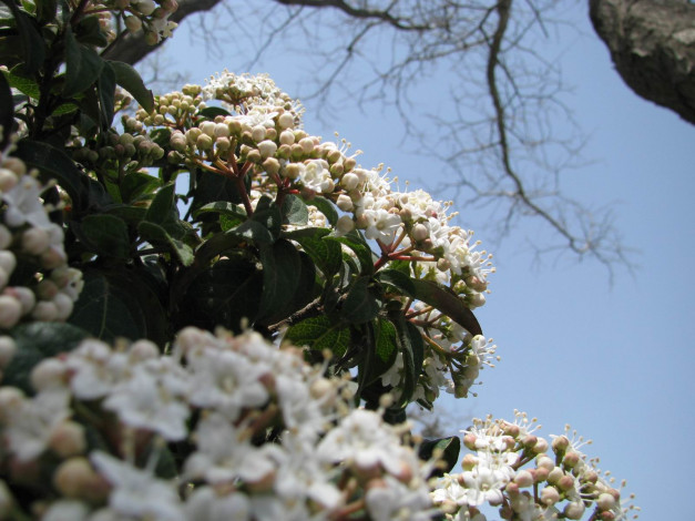 Обои картинки фото цветы