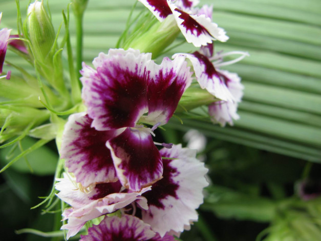 Обои картинки фото цветы, гвоздики