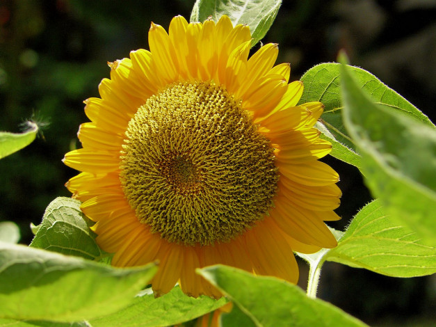 Обои картинки фото цветы, подсолнухи