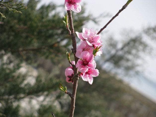 Обои картинки фото цветы, сакура, вишня