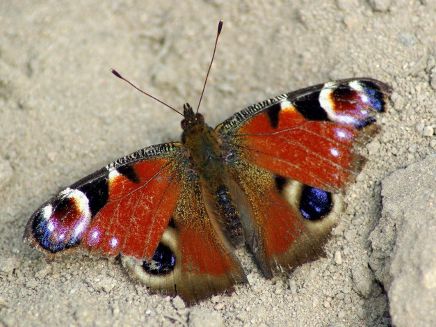 Обои картинки фото животные, бабочки