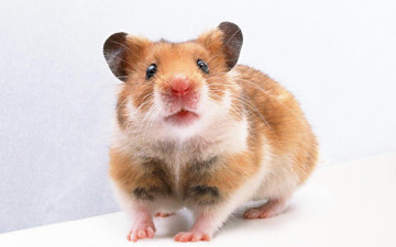 Картинка животные морские свинки хомяки