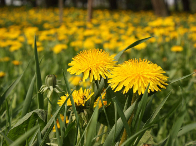 Обои картинки фото цветы, одуванчики