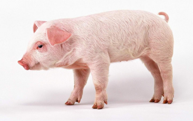 Обои картинки фото животные, свиньи, кабаны