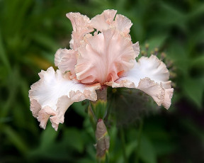 Картинка цветы ирисы