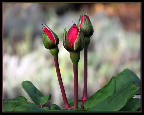 Картинка цветы розы бутоны