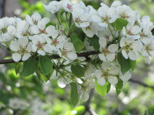 Картинка цветы цветущие деревья кустарники