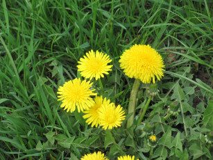 Картинка цветы одуванчики