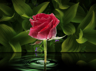 Картинка цветы розы