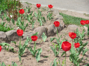 Картинка цветы тюльпаны